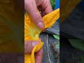 How to Pollinate a Pumpkin or any Squash