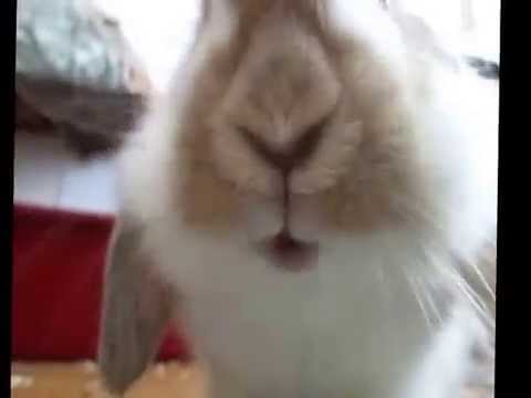 bunny mouth