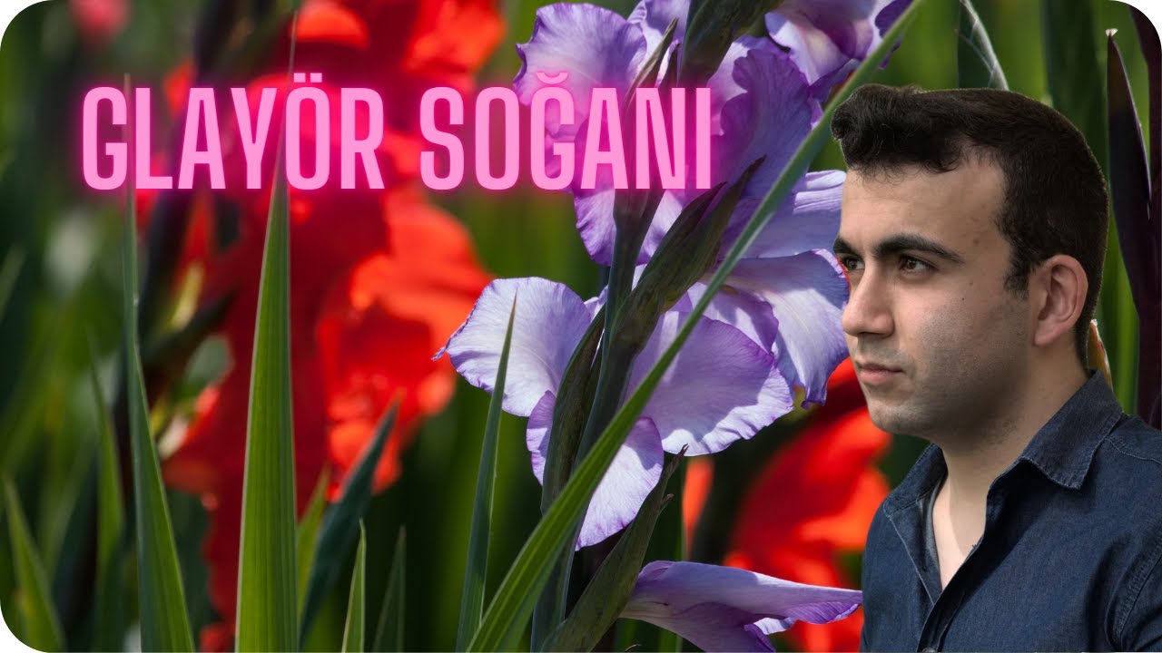 GLAYÖR SOĞANI NASIL EKİLİR? ( How to Grow Gladiolus Onions? )