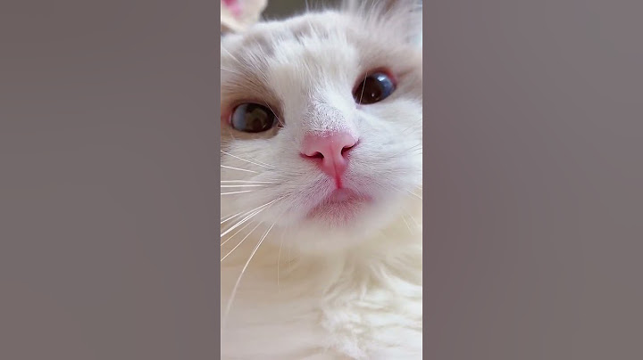 vidéo de chat mignon  #short#