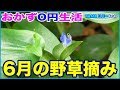 【おかず0円生活】6月の野草摘み♪ ツユクサ、ドクダミ、ヤブガラシ、ヒルガオなど