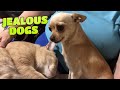 DOGS 🐶 JEALOUS OF CATS - FUNNY DOGS AND CATS COMPILATION