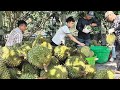 Người dân Thu hoạch sầu riêng Rj6 giá quá thấp nói không nên lời#fruit #food