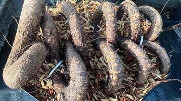 Gốc nhớt các loại đế cây đẹp khỏe giá rẻ lh 0766765975