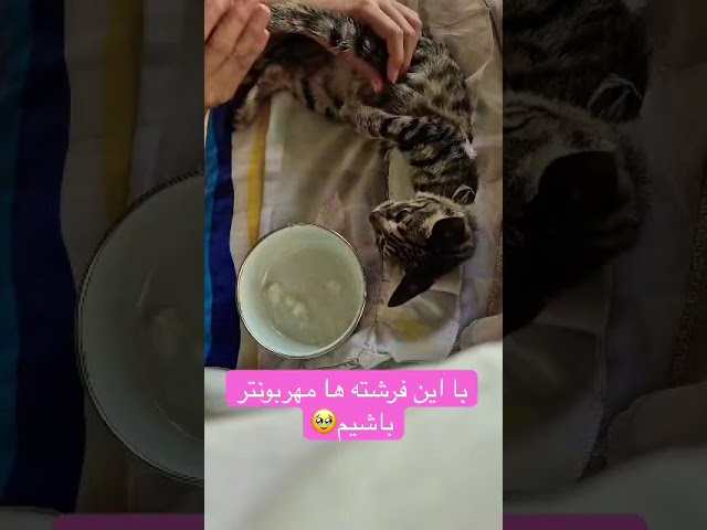 Be a little kinder to these angels. #animals #pets #cat #cut #cutcat