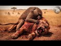 Salvaje Kenia La Batalla Por La Supervivencia Entre Babuinos Y Leones Animalessalvajes