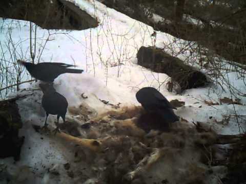video phone beyonce mp3 Crows at Deer Carcass