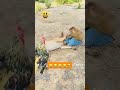 شغل قرود 