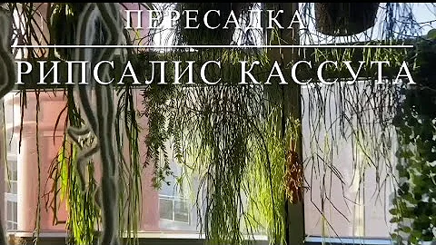 [ПЕРЕСАДКА] 🌿 Пересаживаем Старый Рипсалис Кассута, Всё Про Грунт И Уход За Эпифитами 🌿