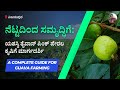 ತೈವನ್ ಪಿಂಕ್ Taiwan pink ಪೇರಲ ಹಣ್ಣು(Guava) successfully plantation at Vijayapura. Cal. 9019162251