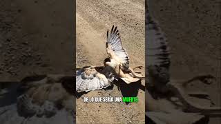 Halcón se metió con la  SERPIENTE equivocada 😱🐍🦅