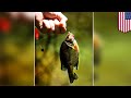 Catch and release fishing affects feeding ability of fish - TomoNews