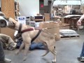 Boerboel Dichotomy Nebrius Batu at Protection Training