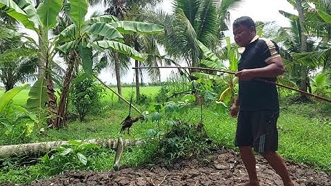 CÂU CÁ LÓC ĐỒNG BẰNG VỊT CON LÀ TRUYỀN THỐNG CỦA NGƯỜI MIỀN TÂY / LGMT