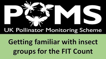 PoMS: Getting familiar with the FIT Count insect groups