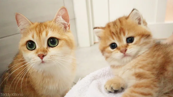 Video 3536831: british shorthair cat purring, shorthair kittens meowing british, big british shorthair cat, eyes british shorthair