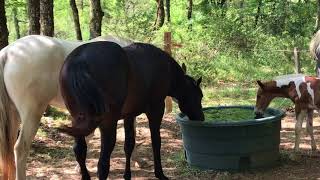 Découverte De Leau Mc Ranch 46