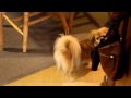 alarm call of a Tibetan Spaniel の動画、YouTube動画。