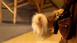 alarm call of a Tibetan Spaniel