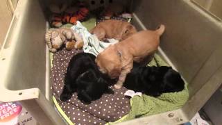 Cocker Spaniel Puppies 5 Weeks Old Playing