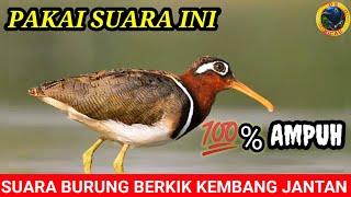 SUARA BURUNG BERKIK KEMBANG BESAR/SUARA PIKAT AMPUH BERKIK,#berkikpekung #suaraburungburcet
