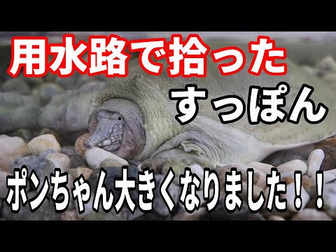 野生のすっぽんを家で育てる！今のポンちゃんの様子 甲羅の直径は35cm