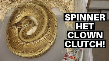 Spinner Het Clown Ball Python Clutch! 2021 Clutch Updates! - Benjamin