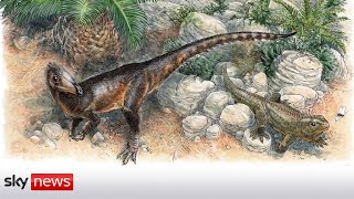 Discovering a dragon: The T-Rex ancestor found in Wales screenshot 2