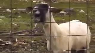 İsmail Diye Bağıran Koyun