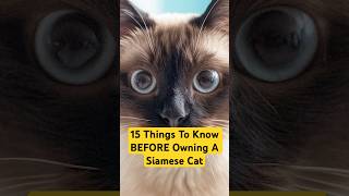 15 Things To Know BEFORE Owning A Siamese Cat #siamese #siamesecats
