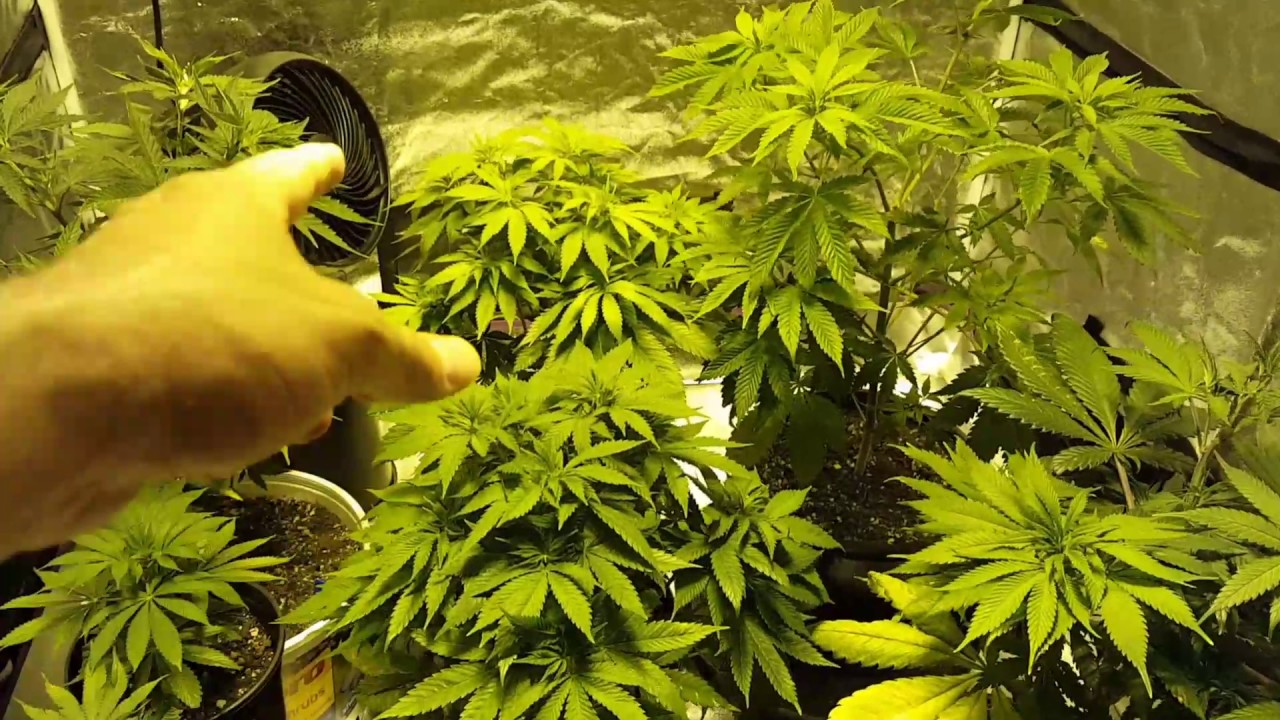 S:2 Indoor Organic Cannabis Grow 
