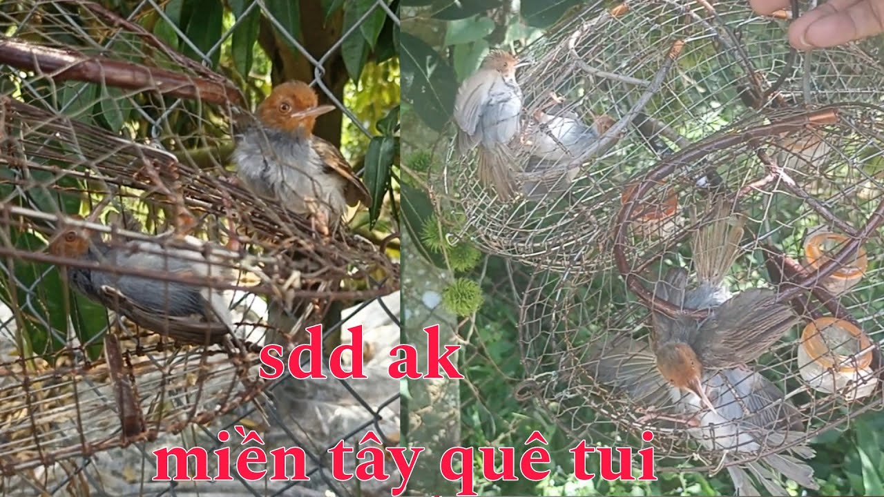 Bẫy Sâu Đầu Đỏ Miền Tây_ Sâu Đầu Đỏ ak _ Toàn Chim Hay Chim Máu...