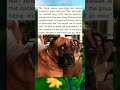 His friend always  says dogs are natural protector  #facts #dailyfacts #news #usafacts