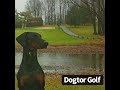 Dogtor Golf - Fairway
