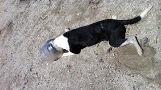 Dog's head stuck in a plastic jar || Vision Today