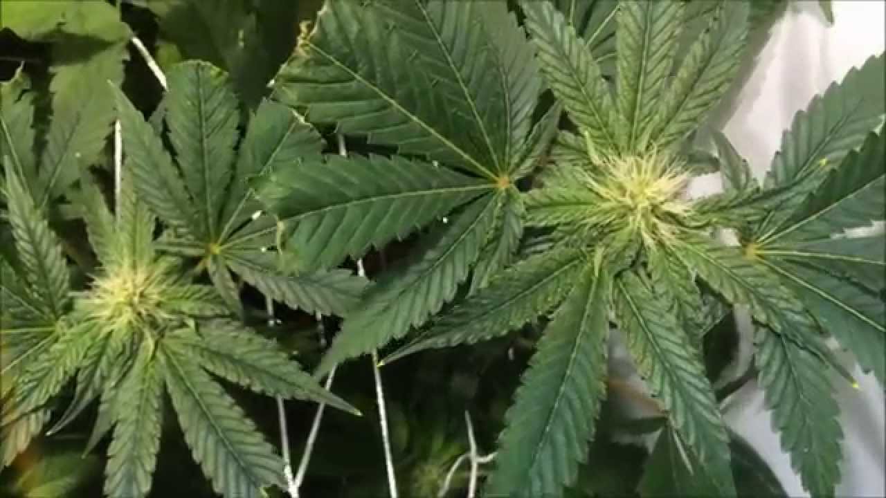 DurangoOG - LaPlata Labs - Day 21 Flower