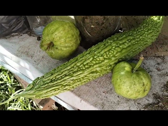 Petik2 Lagi di Kebun Langit..🍏🥒🌶️ class=