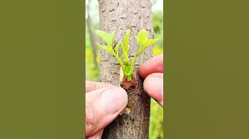 Cách ghép cây lê 🪾