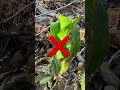 春の山菜間違い探しクイズ #有毒無毒が混在 #料理法も公開