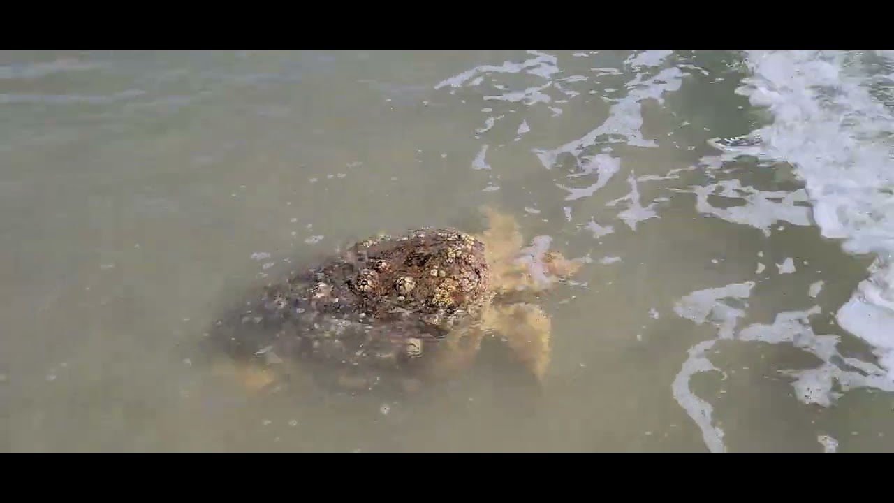 Port Aransas Loggerhead Sea Turtle YouTube