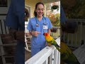 Nurse Gives Advice… Parrot Changes It 😂