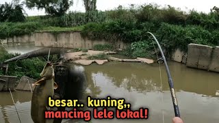 Mancing ikan lele lokal ‼️ besar kuning