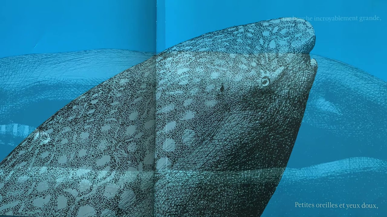 Le requin-baleine de Susumu Shingu