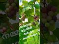 Our Beautiful Grape Fruit നമ്മുടെ മുന്തിരി തോട്ടം കണ്ടാലോ