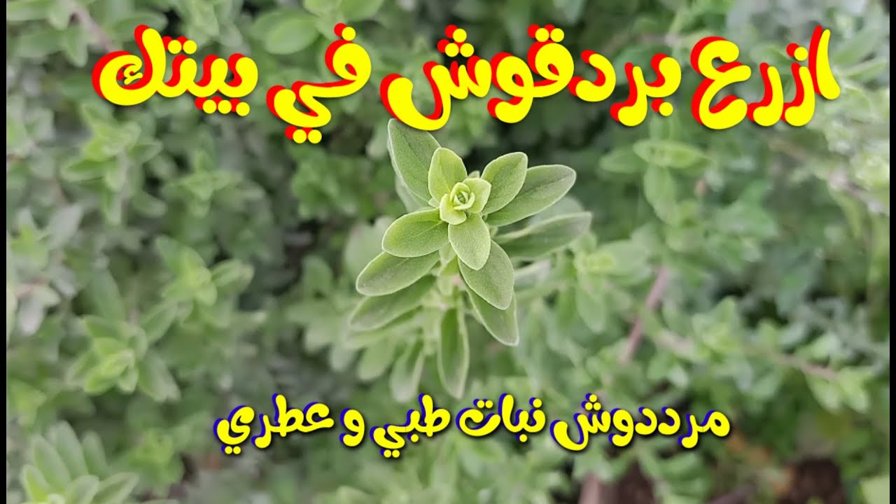 ORIGAN ( مردكوش ) –