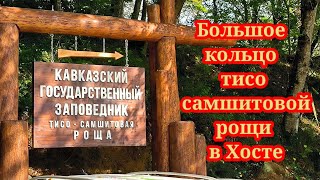 Большое кольцо тисо самшитовой рощи в Хосте