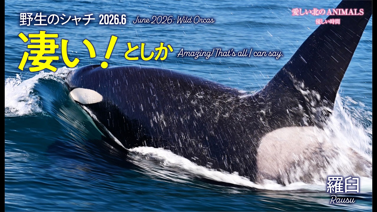 シャチおら 2026.6【野生のシャチ】凄いとしか！ 羅臼 Wild Orcas Amazing! That's