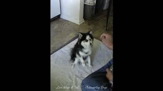 Pomsky Telling Dog Trainer to Fluff Off When She Won't Hand Over The Treat by Love Wags A Tail 2,920 views 7 months ago 3 minutes, 55 seconds