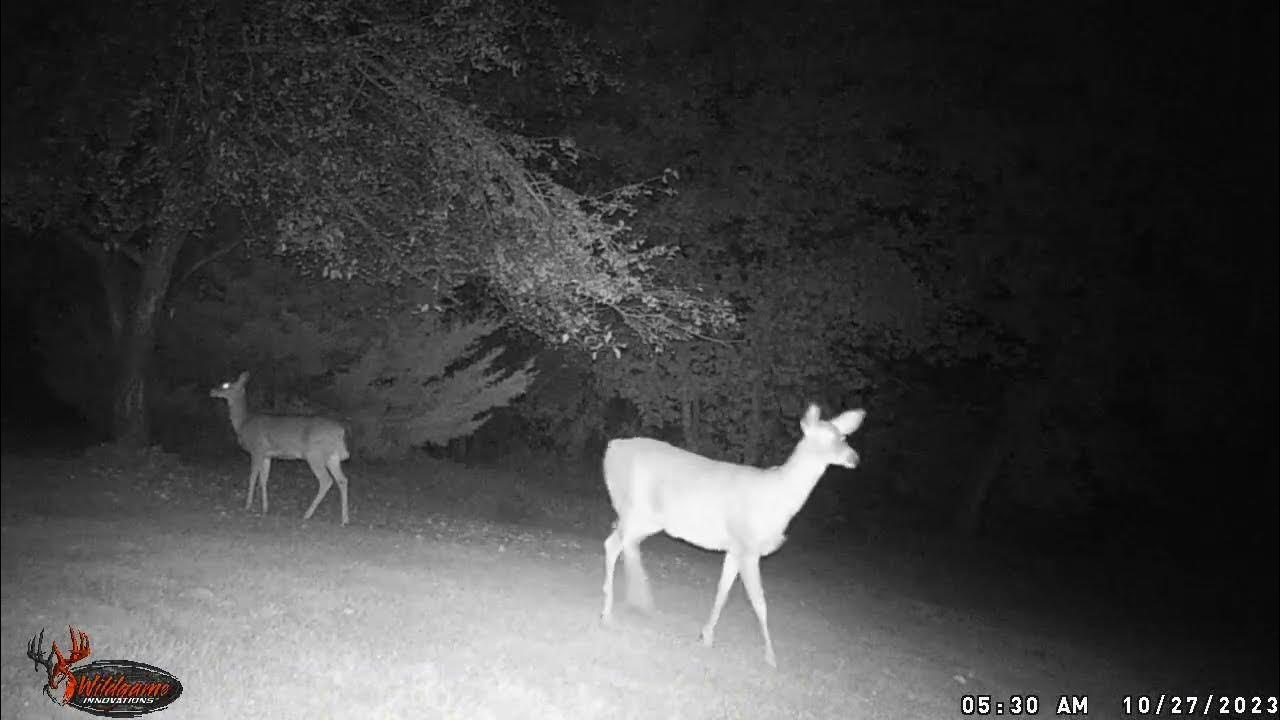Entertaining Backyard Wildlife Cam 10 Deer Really Enjoy the Apple