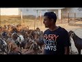 Barbari goat farm  monu qureshi goats